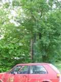 Dipole on 14MHz and ANT C-Whip on 7MHz