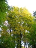 NNR erchov forest - OKFF-063