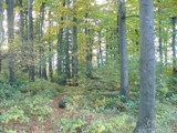 NNR erchov forest - OKFF-063