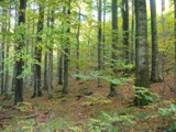 NNR erchov forest - OKFF-063