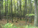 NNR erchov forest - OKFF-063