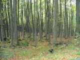 NNR erchov forest - OKFF-063