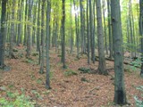 NNR erchov forest - OKFF-063